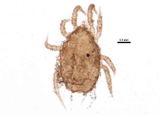 Image of Ameroseiidae