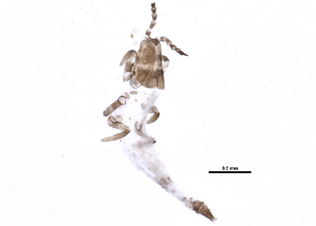 Image of Bactrothrips