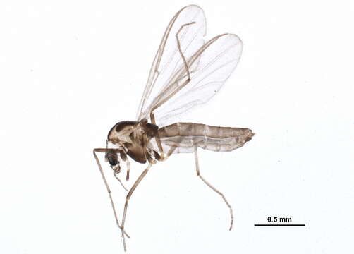 Image of Parametriocnemus