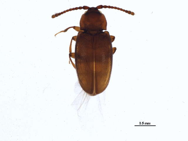 Image de Caenoscelis basalis Casey 1900