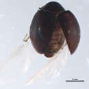 Image of <i>Coccidophilus marginatus</i>