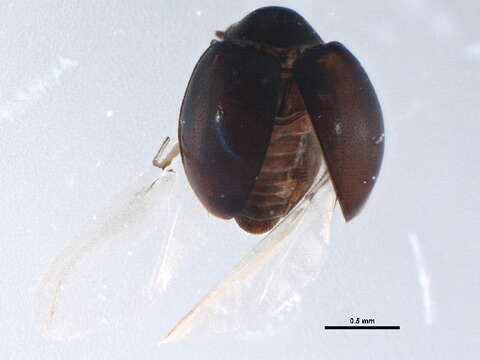Image of <i>Coccidophilus marginatus</i>