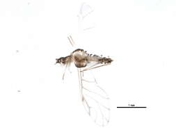 Image of Calaphidinae