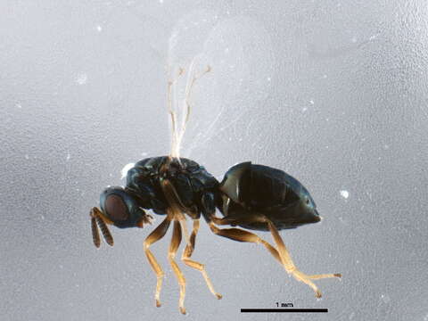 Image of Parasitoid wasp