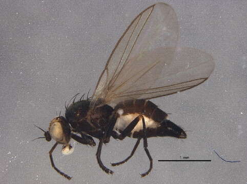 Image of Chromatomyia