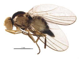 Image of Liriomyza