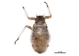 Image of Aphid