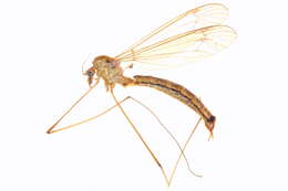 Image of Tipulinae