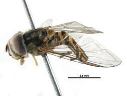 Image of Common Oblique Syrphid