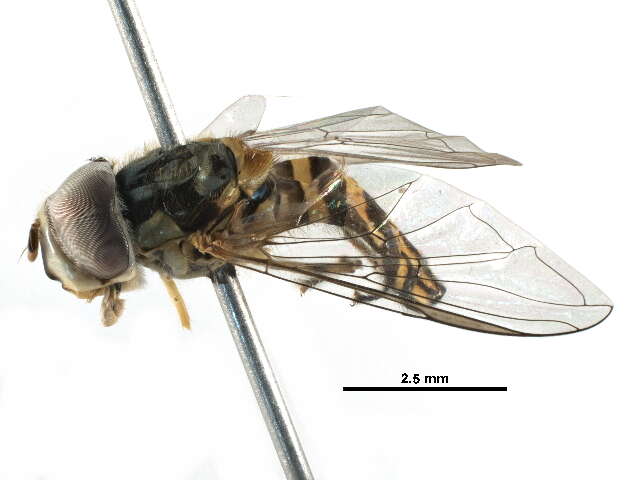 Image of Common Oblique Syrphid