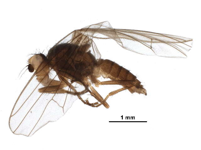 Image of heleomyzid flies