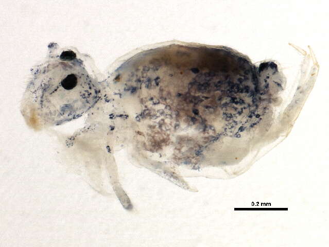 Image of globular springtail