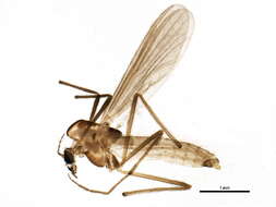 Image of Micropsectra subletteorum Anderson, Stur & Ekrem 2013