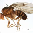 Image of Drosophila rellima Wheeler 1960