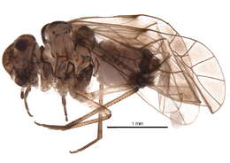 Image of Blastopsocus semistriatus (Walsh 1862)