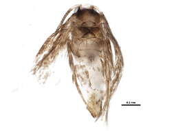 Image of Stigmella multispicata Rociene & Stonis ex Stonis & Rociene 2014