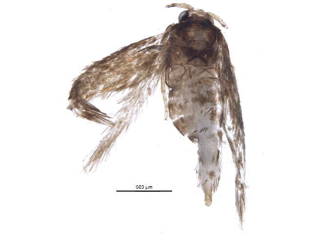 Image of Stigmella multispicata Rociene & Stonis ex Stonis & Rociene 2014