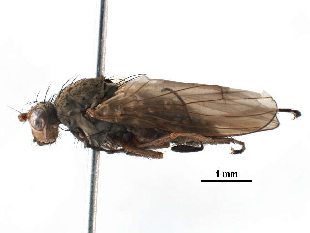 Image of heleomyzid flies