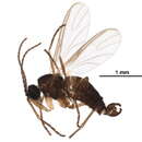 Image of Bradysia peraffinis Tuomikoski 1960