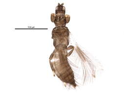 Image of Thripinae