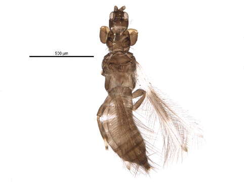 Image of Thripinae