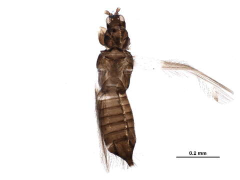 Image of Thripinae