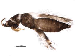 Image of Thripinae