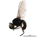 Image of Egle parvaeformis Schnabl 1911