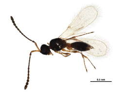 Image of Diapriinae