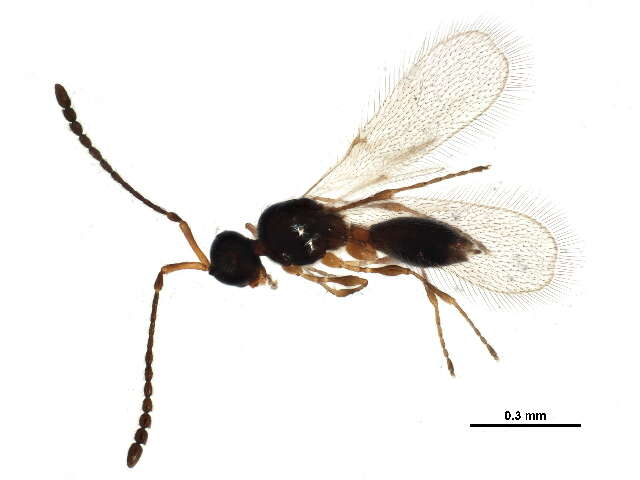 Image of Diapriinae