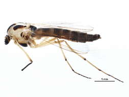 Image of Chironomus