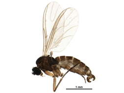 Image of Bradysia tilicola (Loew 1850)