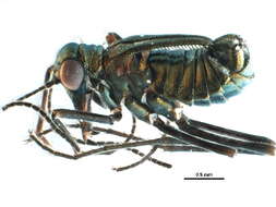 Image of scorpionflies