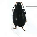Image of Radish flea beetle