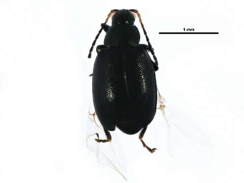 Image of Radish flea beetle