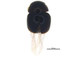 Image of Cybocephalidae