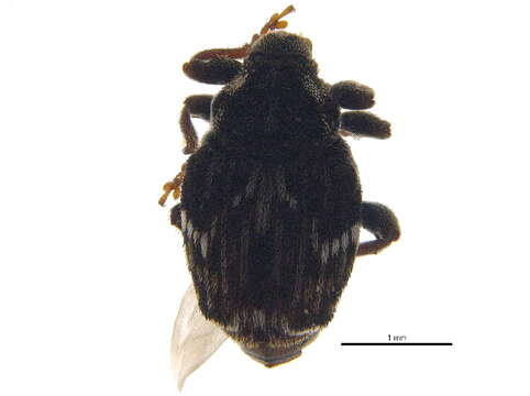 Image of <i>Microplontus campestris</i>