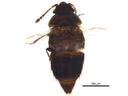 Image of Cypha inexpectata Klimaszewski & Godin 2008