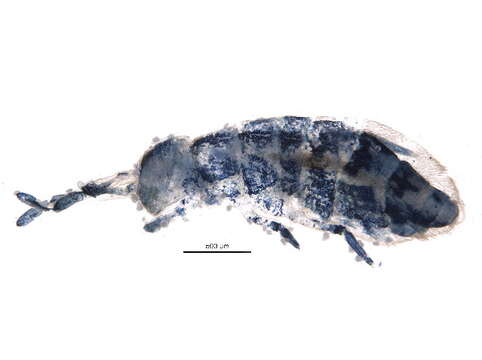 Image of Isotomurus pseudopalustris Carapelli, A, Frati, F, Fanciulli, PP, Dallai & R 2001