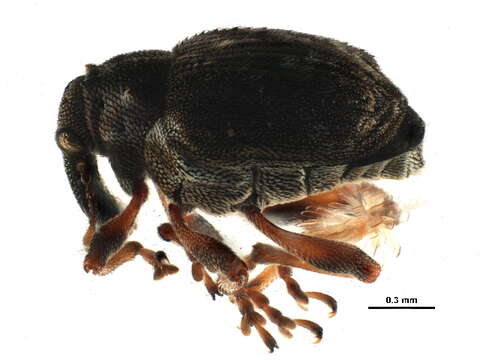 Image of <i>Pelenomus waltoni</i>