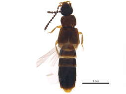 Image of Philhygra