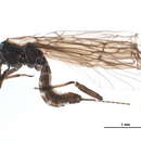 Image of Capnura manitoba (Claassen 1924)