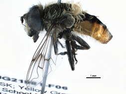 Image of Eristalis anthophorina (Fallen 1817)