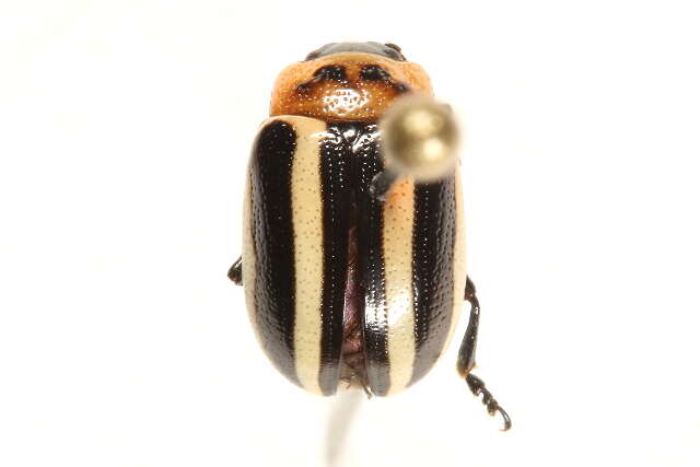 Image of Calligrapha (Bidensomela) californica coreopsivora Brown 1945