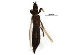 Limothrips denticornis (Haliday 1836) resmi