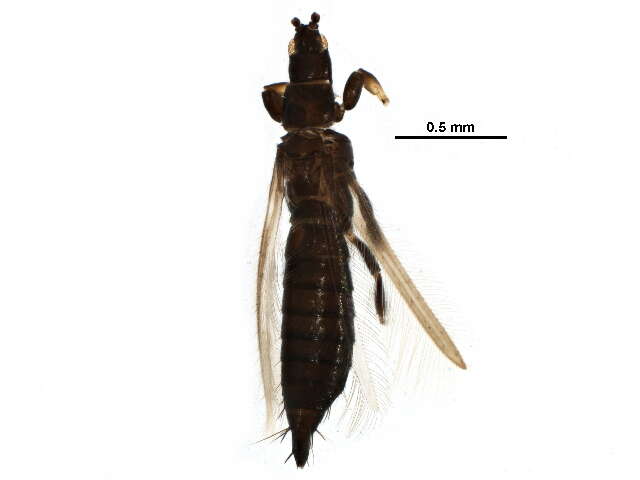 Limothrips denticornis (Haliday 1836) resmi