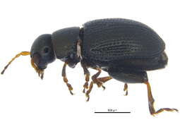 Image of Chaetocnema subconvexa R. White 1996