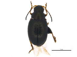 Image of Chaetocnema subconvexa R. White 1996