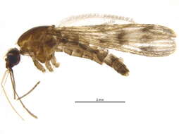 Image of Anopheles earlei Vargas 1943