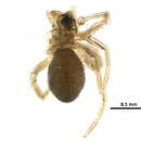 Image of Soucron arenarium (Emerton 1925)